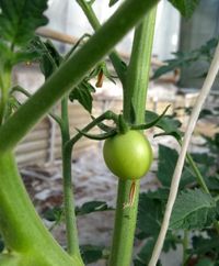 kleine Tomate